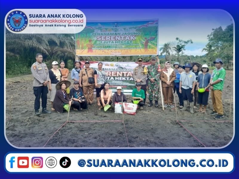 Polsek Mandor Gelar Penanaman Bibit Jagung Serentak di Wilayah Kecamatan Mandor