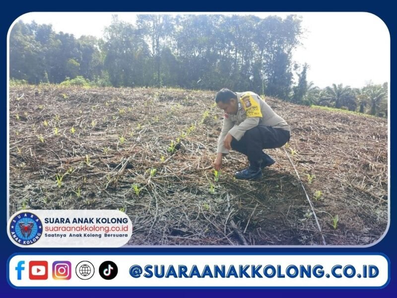 Polsek Tayan Hulu Dampingi Petani Cek Perkembangan Tanaman Jagung di Desa Sosok dan Kedakas