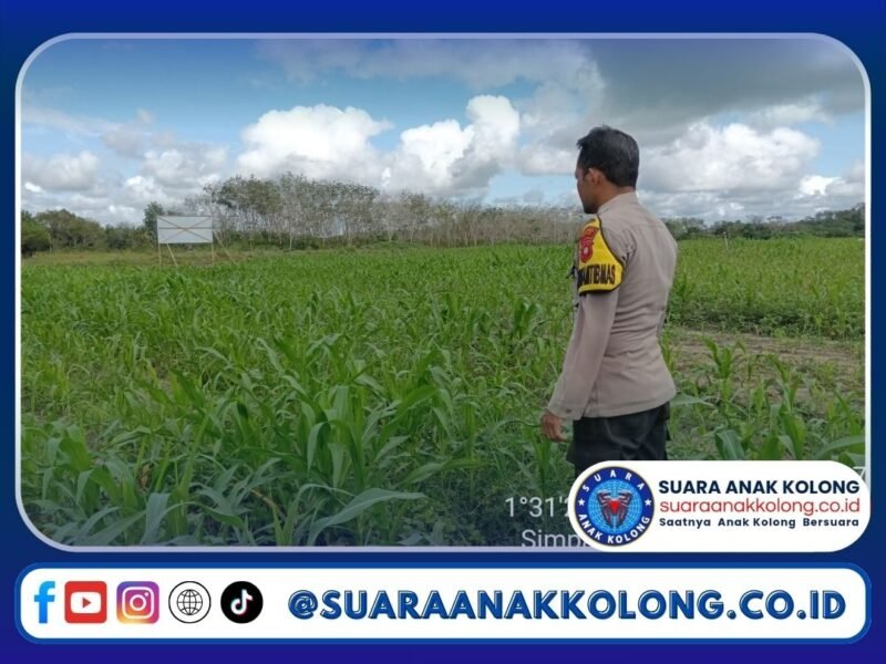 Pastikan Pertumbuhan Jagung Optimal, Bhabinkamtibmas Aipda Teguh Rutin Pantau Lahan di Desa Simpang Tiga