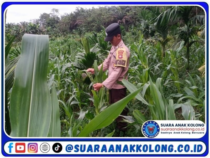 Polsek Mandor Cek Perkembangan Tanaman Jagung Milik Seprianus Bonny di Sekilap